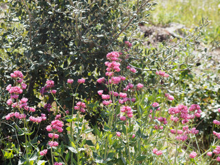 Centranthus ruber - Rote Spornblume, hübsche Blume der felsige Böden des garrigues der Provence 