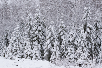 Snowy forest