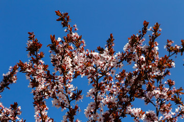 Flowering plum branches against a blue sky