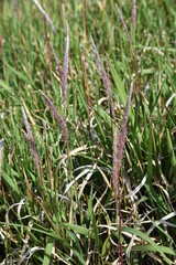 Cogon grass