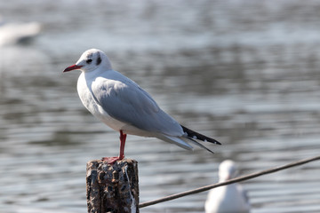 Obraz premium 旧中川のカモメ 東京都江戸川区平井