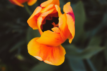 Yellow tulip. Photo for postcard beauty decoration.
