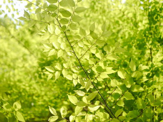 Fototapeta na wymiar leafs above