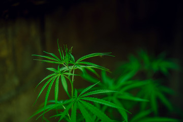 Marijuana leaves on a beautiful background Growing marijuana at the indoor cannabis farm Growing marijuana plants, top view