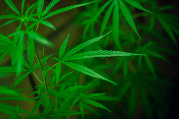 Marijuana leaves on a beautiful background Growing marijuana at the indoor cannabis farm Growing marijuana plants, top view