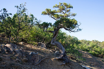 Relic juniper on the rocky shore of the Black Sea, Crimea