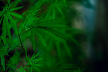 Marijuana leaves on a beautiful background Growing marijuana at the indoor cannabis farm Growing marijuana plants, top view