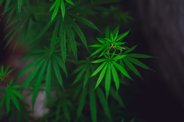 Marijuana leaves on a beautiful background Growing marijuana at the indoor cannabis farm Growing marijuana plants, top view