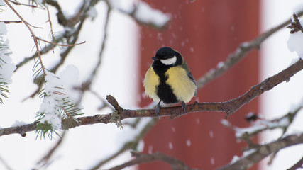 Fototapeta premium Great Tit