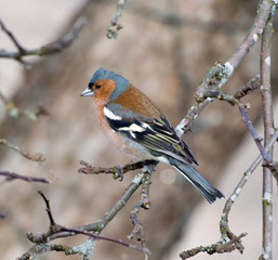 Common Caffinch