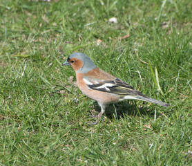 Common Caffinch