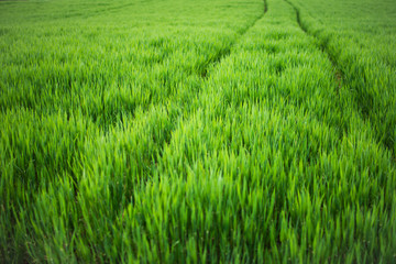 Rows of young Bread Wheat plants in the soil.