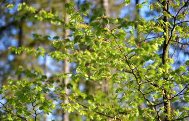 junge frische Buchbl&auml;tter im Fr&uuml;hling