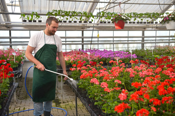 Gärtner in einem Gewächshaus beim anbau von Blumen für den Verkauf im Geschäft 