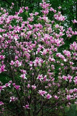 Magnolia tree with pink and white petals