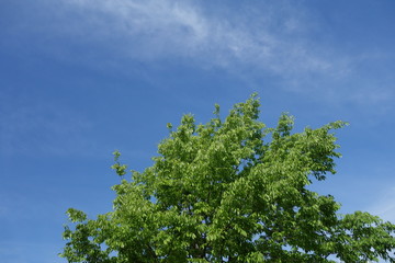 春の青空