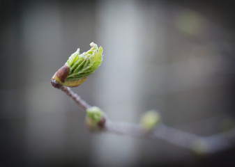 Spring bud