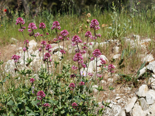 Centranthus ruber - Red valerian - Spur valerian or fox's brush, beautiful flowers of rocky soils...