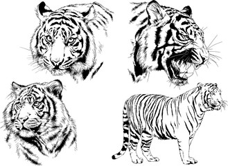 set of vector drawings on the theme of predators tigers are drawn by hand with ink tattoo logos	