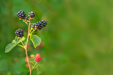 Forest Blackberry growing on bush. Berries on blurred natural green background