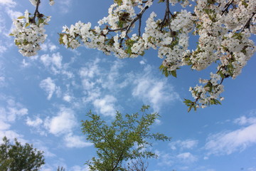 almond blossom sky background