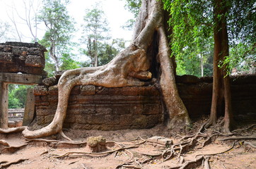 カンボジアのシェムリアップ　世界遺産のアンコールワット遺跡群　古くて美しい遺跡と遺跡に侵食して成長する大樹