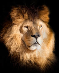 Portrait lion on the black