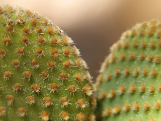 closeup of a cactus