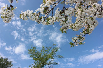 almond blossom sky background