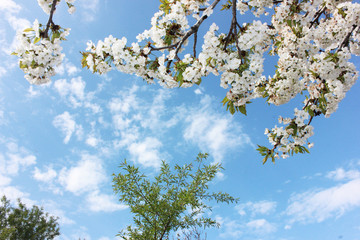 almond blossom sky background