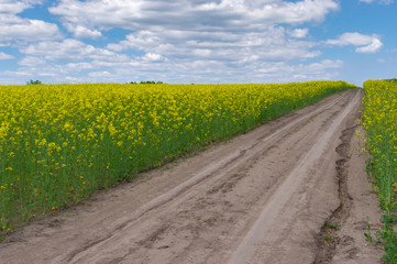 Spring landscape with earth road inside rape-seed field in central Ukraine