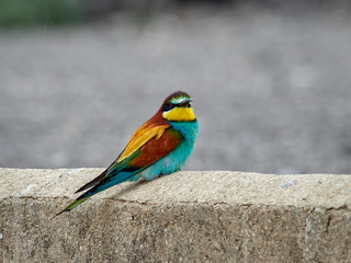 European bee-eater perched on a wall in front of its nest, near Xativa, Spain