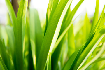 Fresh green grass with lit by the sun, closeup