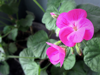 flower geranium light background picture