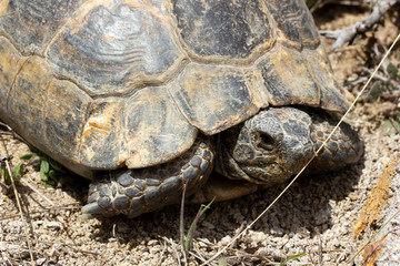 big turtle in nature