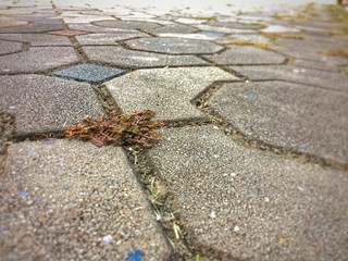 Weed grow up between pathway