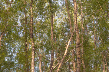 Natural background of dense thickets of trees, selective focus