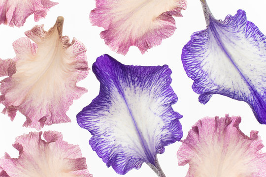 iris petals on white