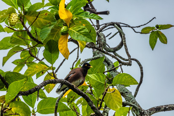Oiseau des iles dans l arbre a noni