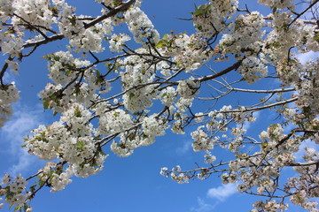 almond blossom sky background