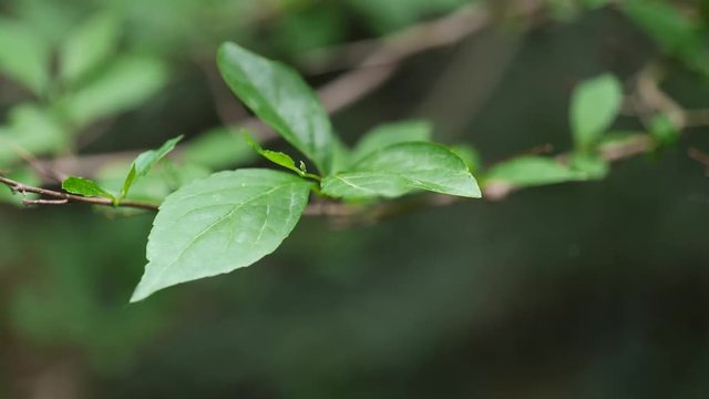 Spring leaves of Japanese snowbell Styrax Japonicus in light wind