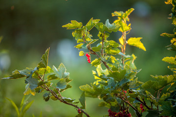 Obraz premium Sprig of red currants on the setting sun. Generous gifts of summer.
