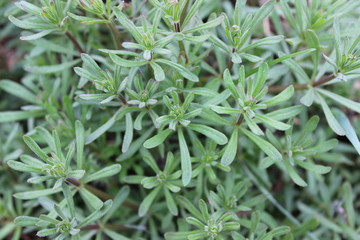 Green leaf yarrow