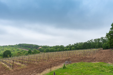 Fototapeta na wymiar large field of young vineyards