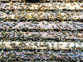Close up view of working bees