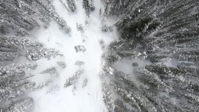 Drone pine trees lines whistler blackcomb back country, powder