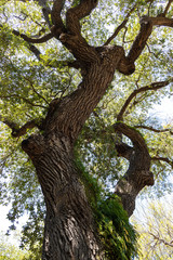 Obraz premium Quercus virginiana, also known as the Southern Live Oak