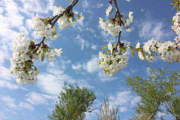 almond blossom sky background