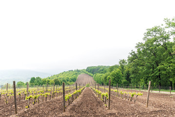 large field of young vineyards