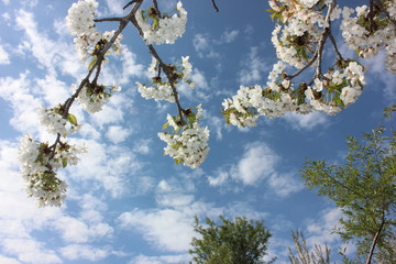 almond blossom sky background